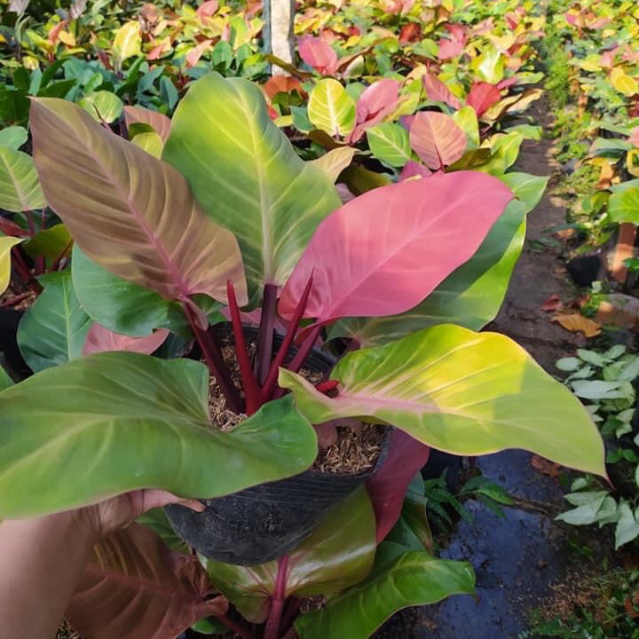 Trầu bà đế vương (đỏ)