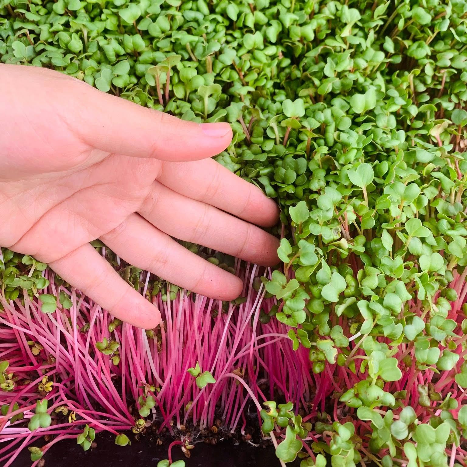 Hạt giống mầm củ cải đỏ