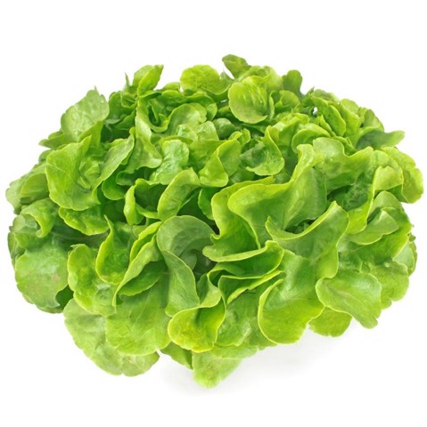 [HCM]2g Hạt Giống Xà Lách Oakleaf (Sồi Xanh)