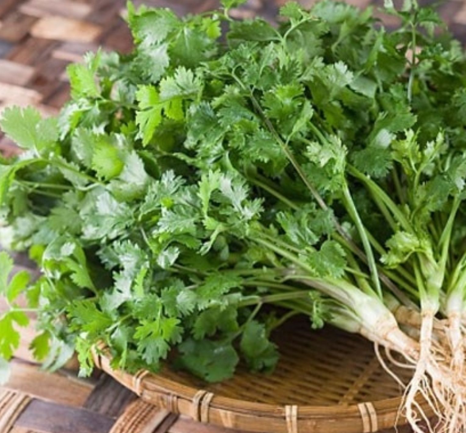 [HCM]Hạt giống Ngò Bạc Liêu (ngò rí) Phú Nông - 20gr