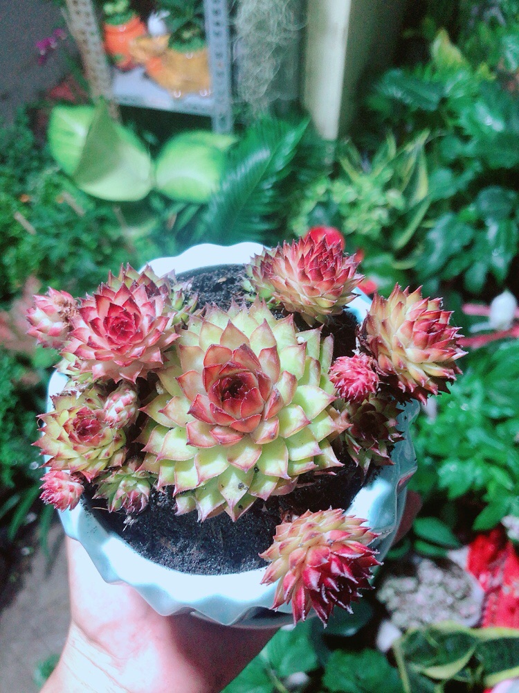 Chậu Sen Phật Bà Đỏ