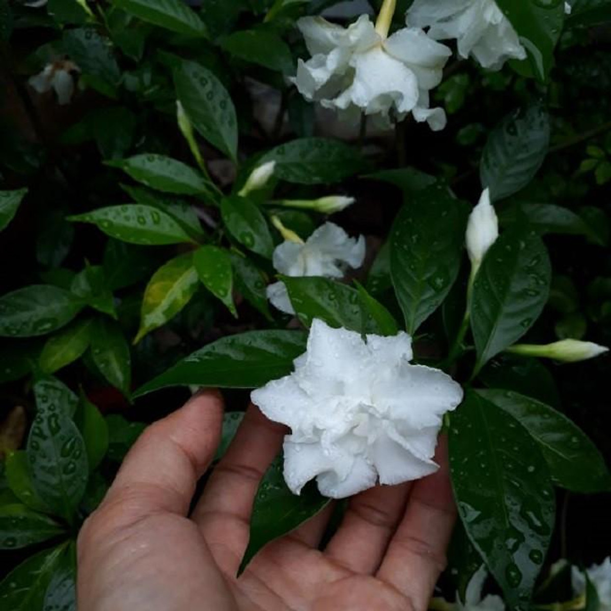 Cây Hoa Ngọc Bút