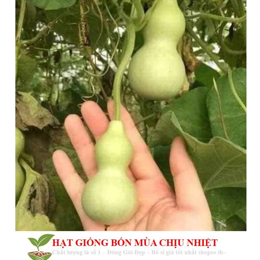 MJ216 Hạt Giống Bầu Hồ Lô - Mini Siêu Kute (Lagenaria siceraria) 5 hạt