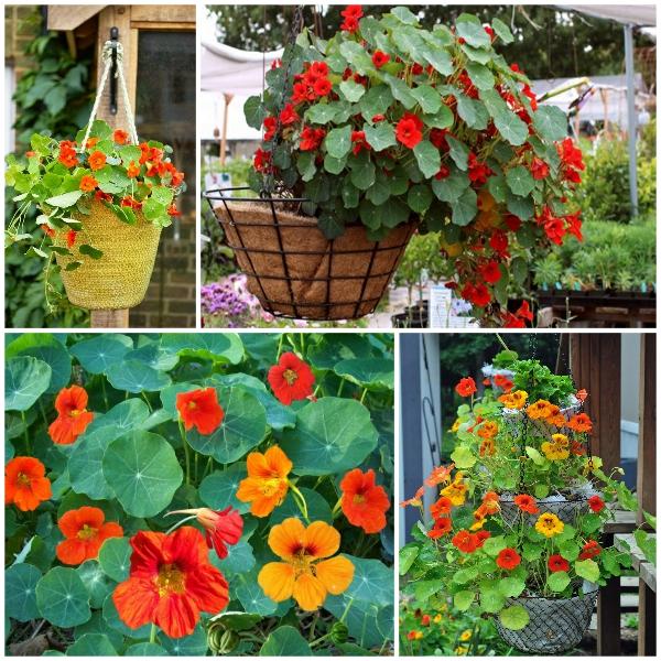 Sale Hạt giống hoa sen cạn mix  giá rẻ