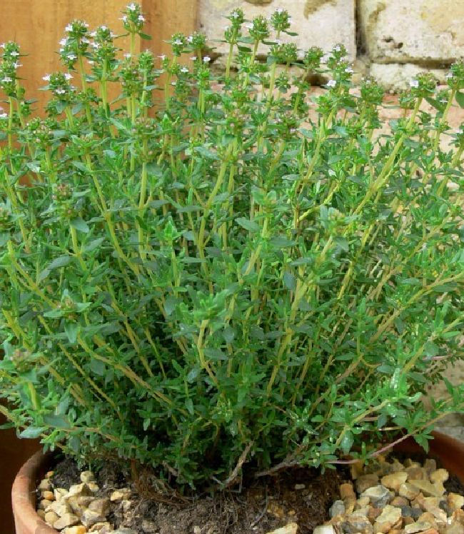 Thyme Seeds - 100 Seeds/Package