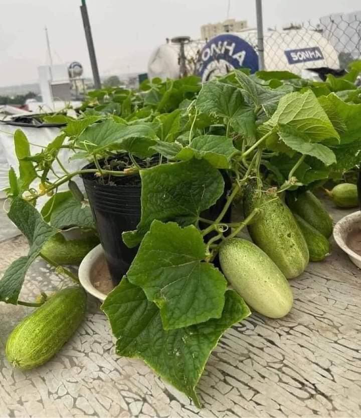 GÓI 30 HẠT GIỐNG DƯA CHUỘT MÈO