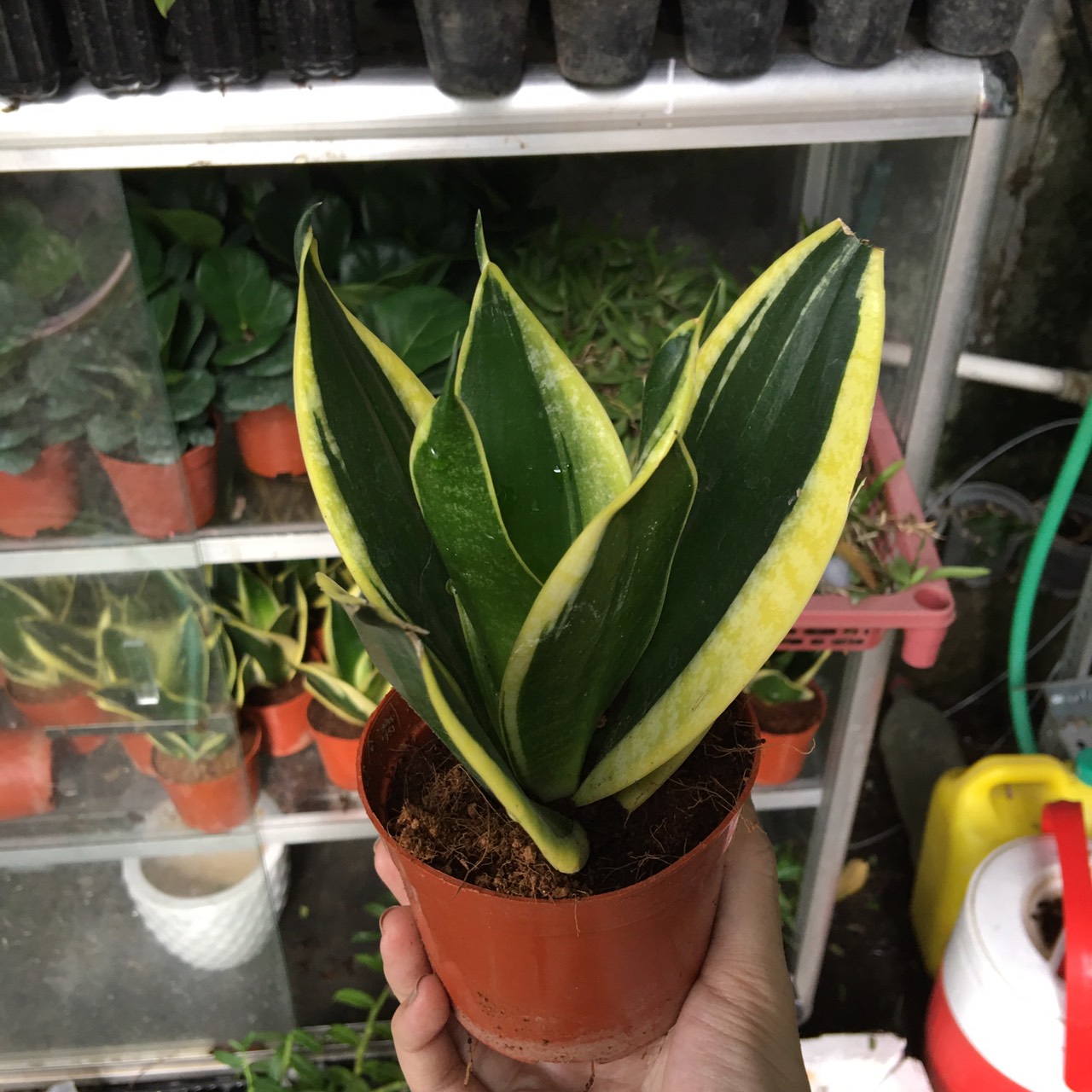 Cây lưỡi hổ Thái lùn để bàn - cây phong thuỷ hút tài lộc và thanh lọc không khí -  Sansevieria trifasciata