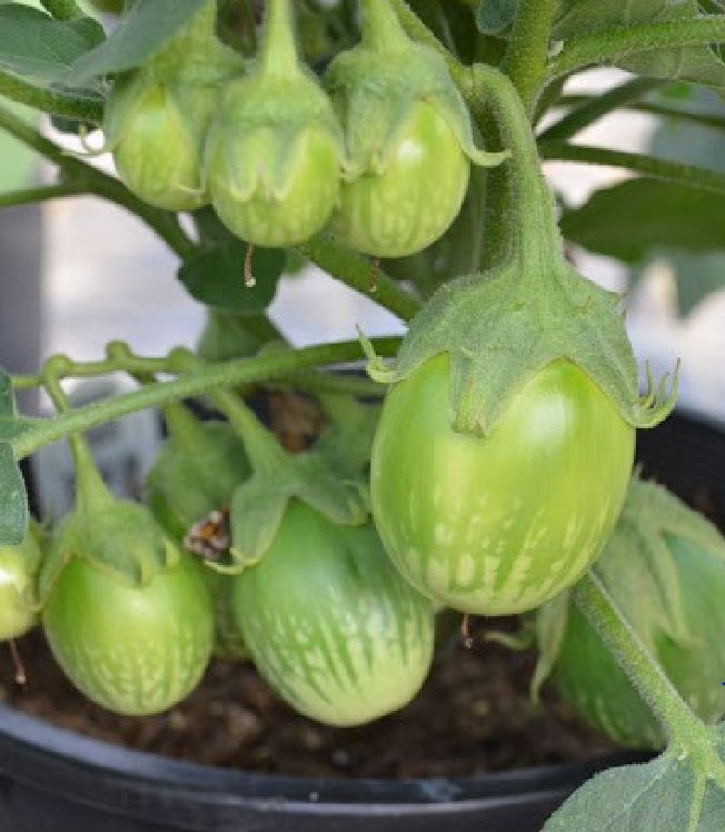 Viên đất nung ( sỏi nhẹ ) - Bao 5dm3 ( KT 10-20mm ) - 2.5kg/túi