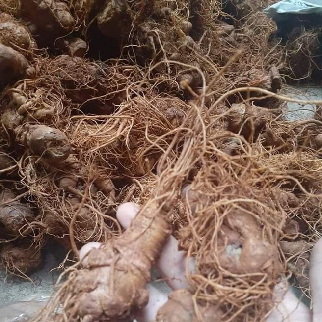 sỉ toàn quốc 1kg củ tam thất tươi
