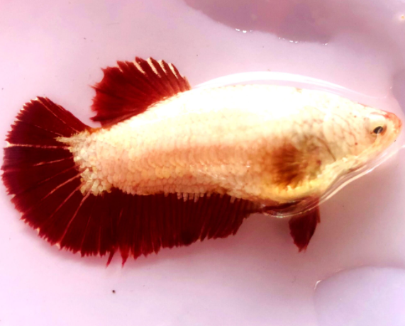 BETTA RED DRAGON mái