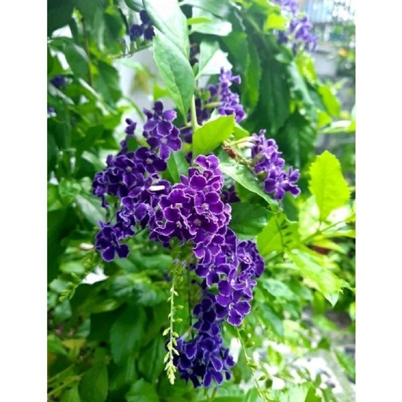 ♤♤ Cây giống chuỗi ngọc hoa tím