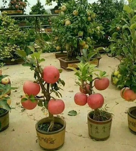 Hạt giống cây táo lùn đỏ ( táo bonsai ) - Gói 10 hạt