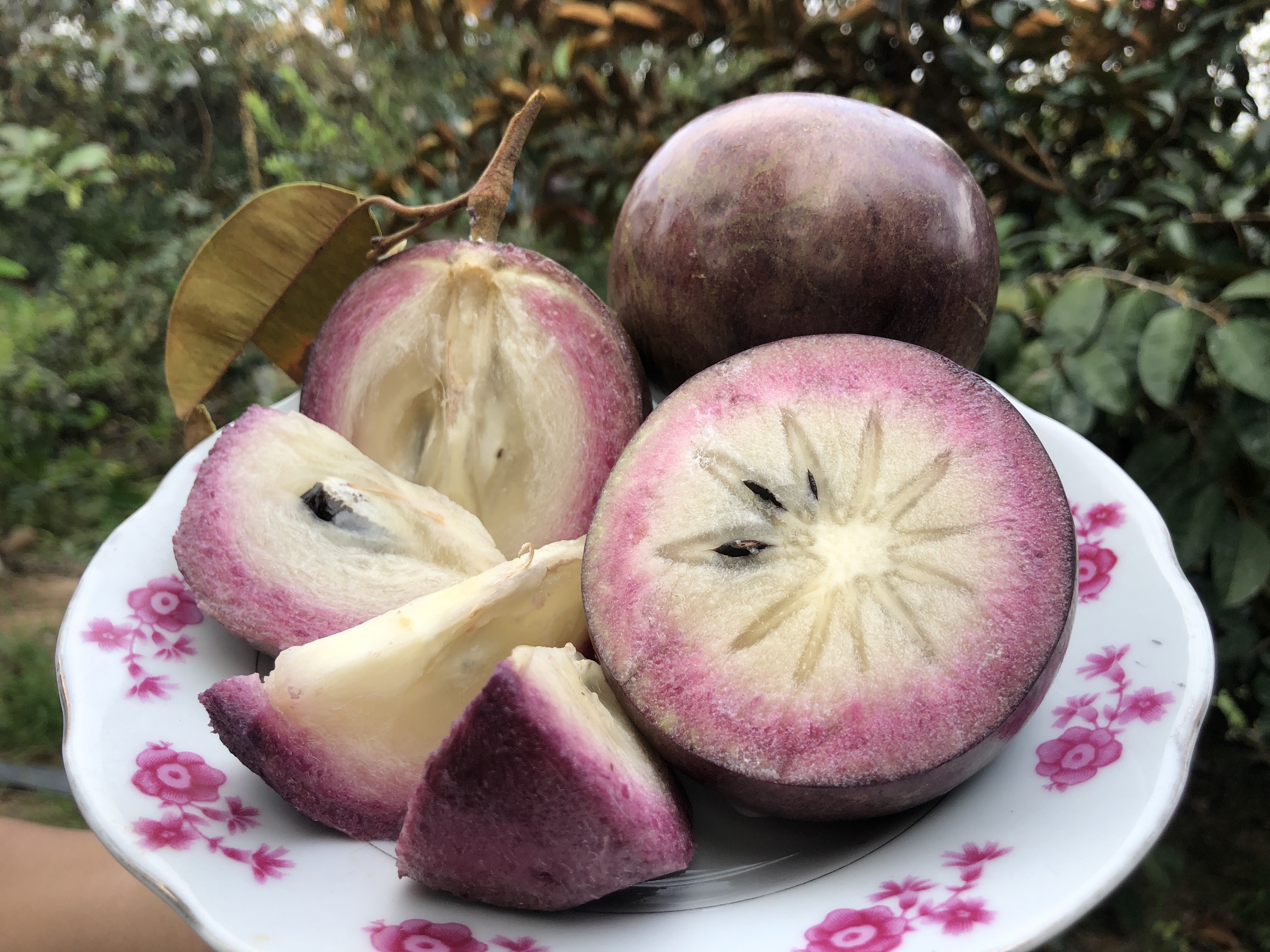 Cây vú sữa tím
