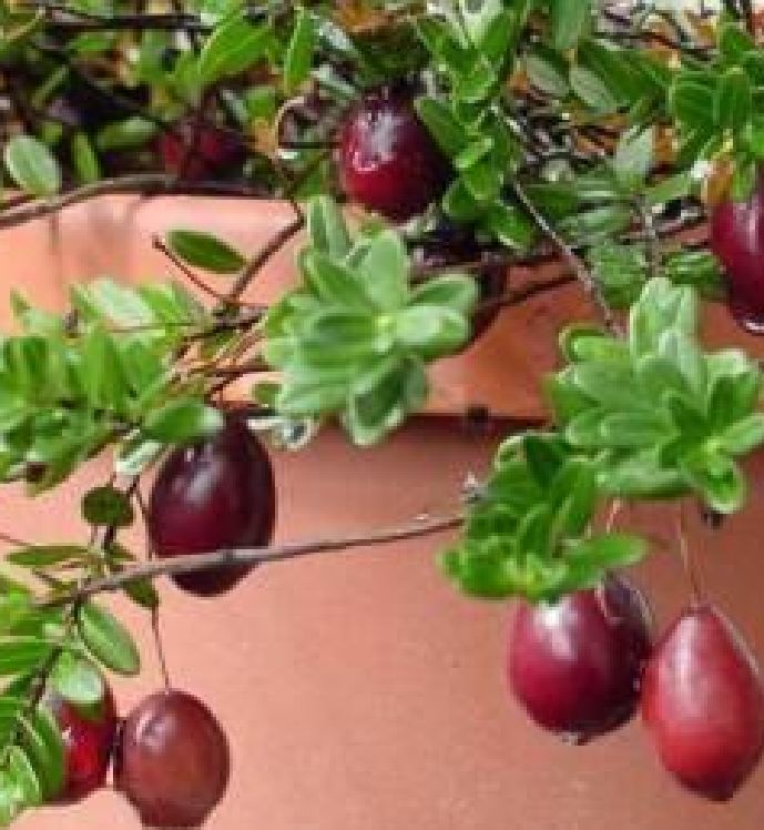 Hạt giống cây ăn trái việt quất đỏ ( gói 30 hạt )