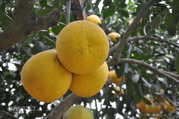 CÂY GIỐNG BƯỞI VÀNG