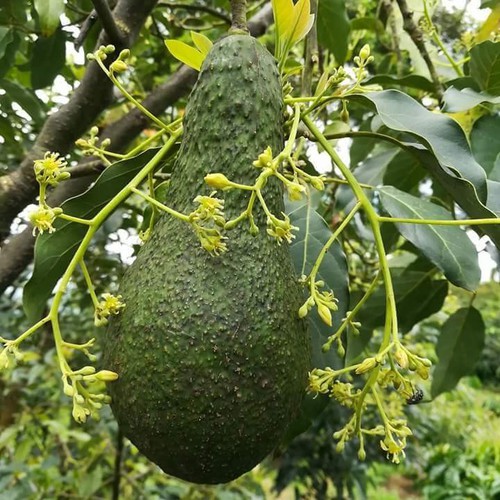 cây giống bơ pinkerton