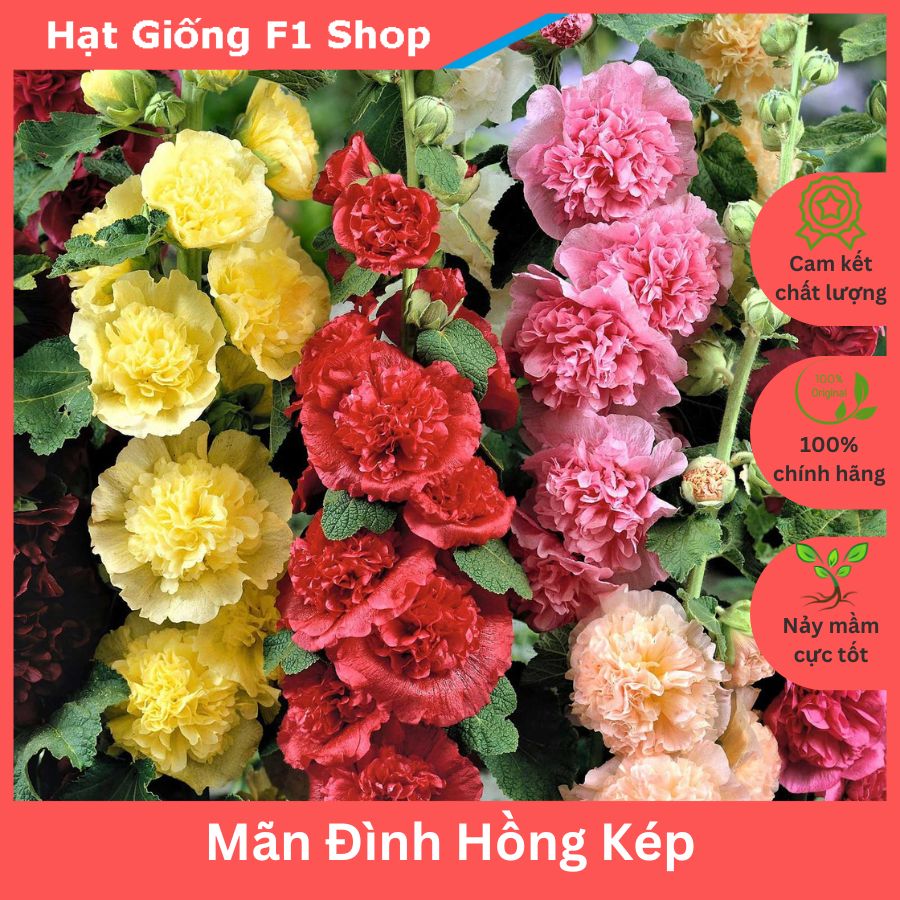 Hạt Giống Hoa Mãn Đình Hồng Kép Nhiều Màu Mix Rực Rỡ (026.F1)
