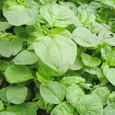 Hạt giống rau dền cơm (Gói 10gram) - Dễ Trồng, Nhanh Thu Hoạch