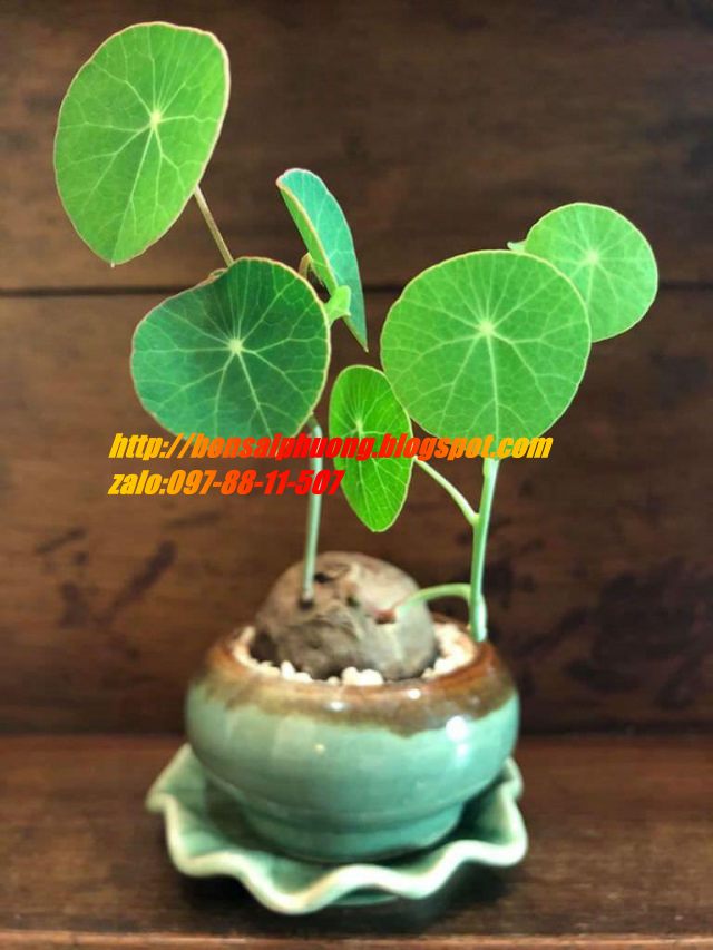 củ bình vôi