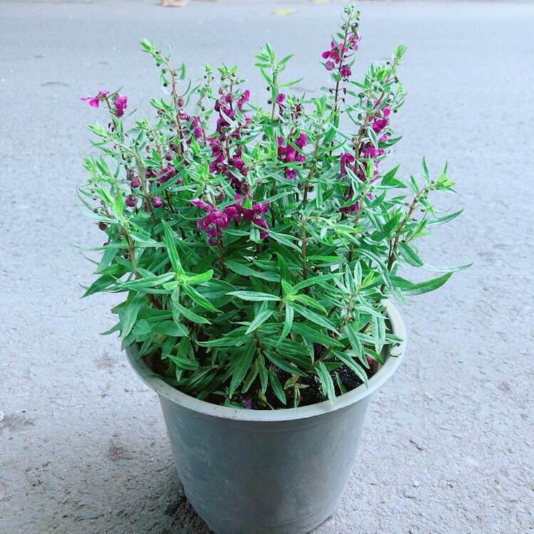 Chậu hoa lưu ly