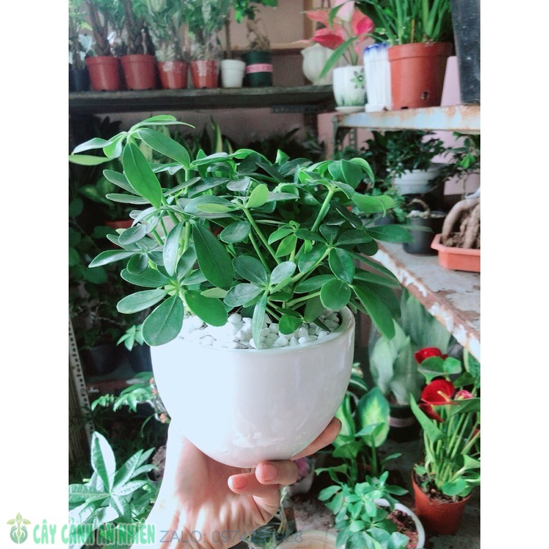 Chậu ngũ gia bì để bàn