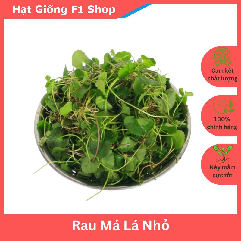 Hạt Giống Rau Má Lá Nhỏ Chọn Lọc (1 Gam)