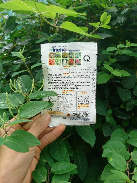 Nấm đối kháng trichodema nhập Mỹ