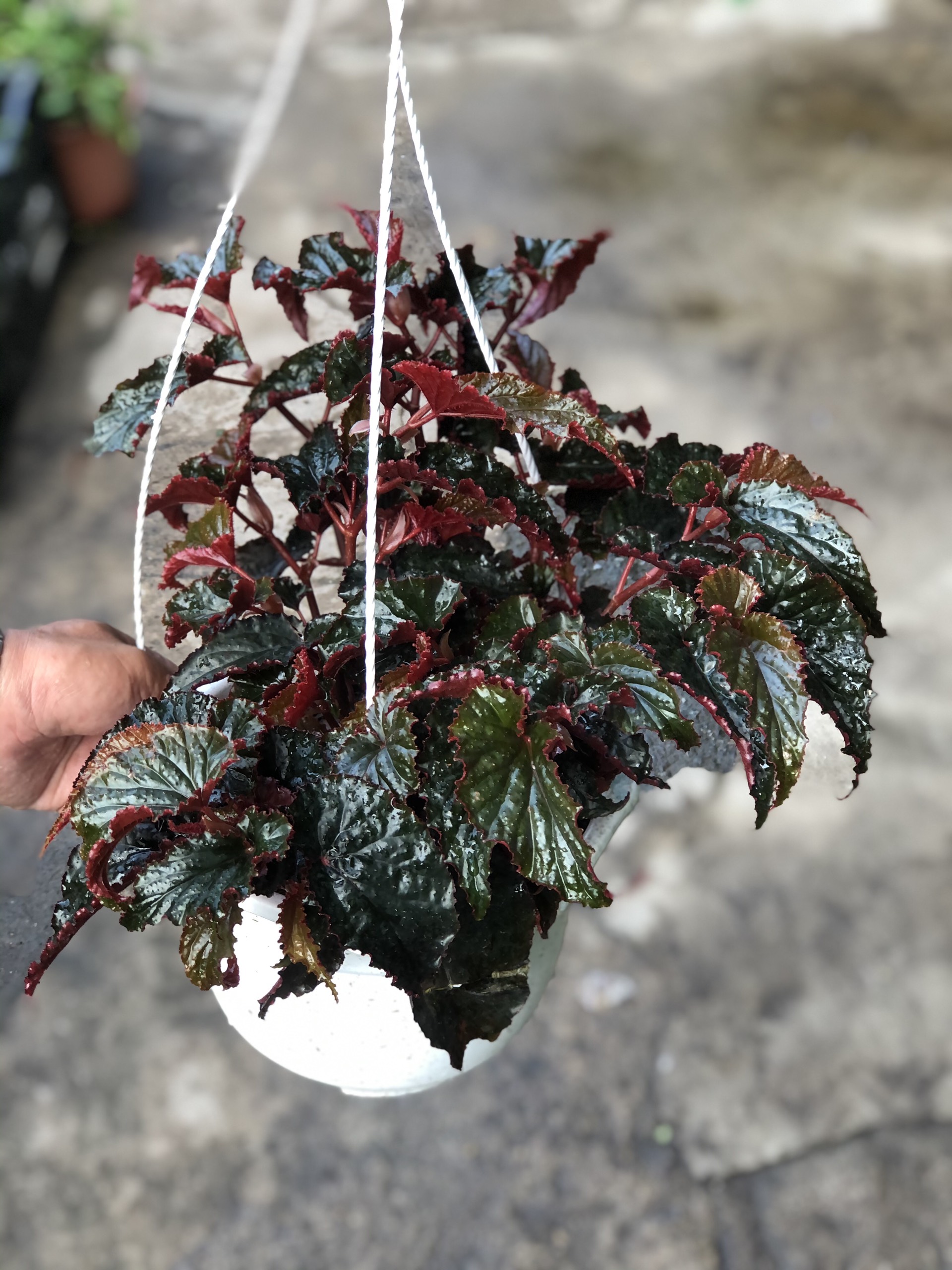 Chậu treo cây Hải Đường lá đỏ