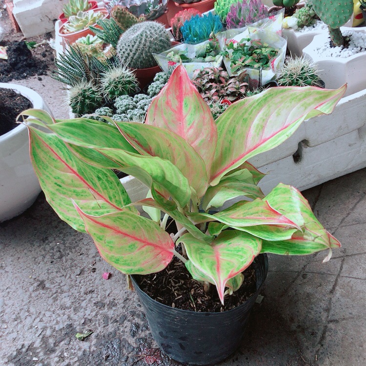 [HCM]Cây phú quý vàng