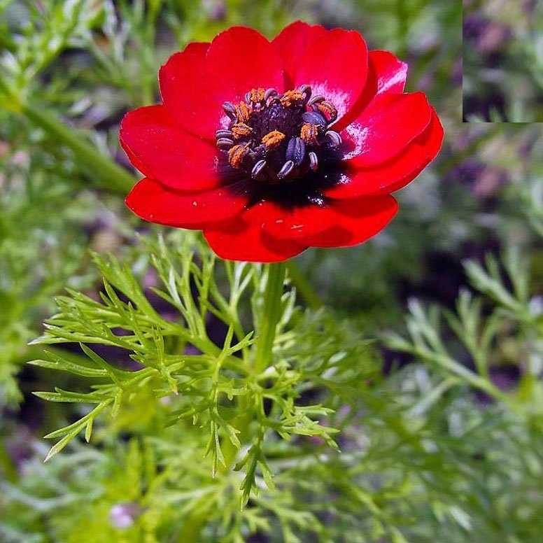 "Gói 100 "Hạt giống hoa Uyển hồng [Seeds]