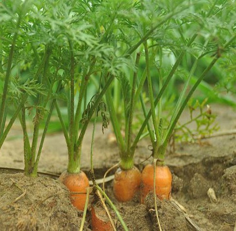Hạt giống cà rốt Thuận Điền ( 5gram )