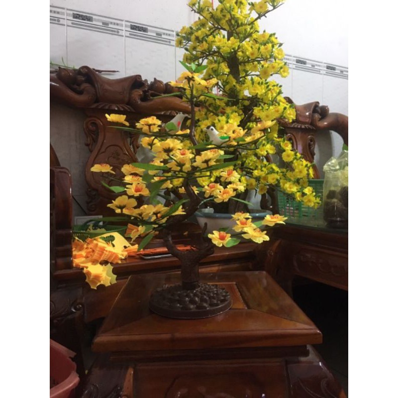 [HCM]cây hoa Mai chiều dài 40cm