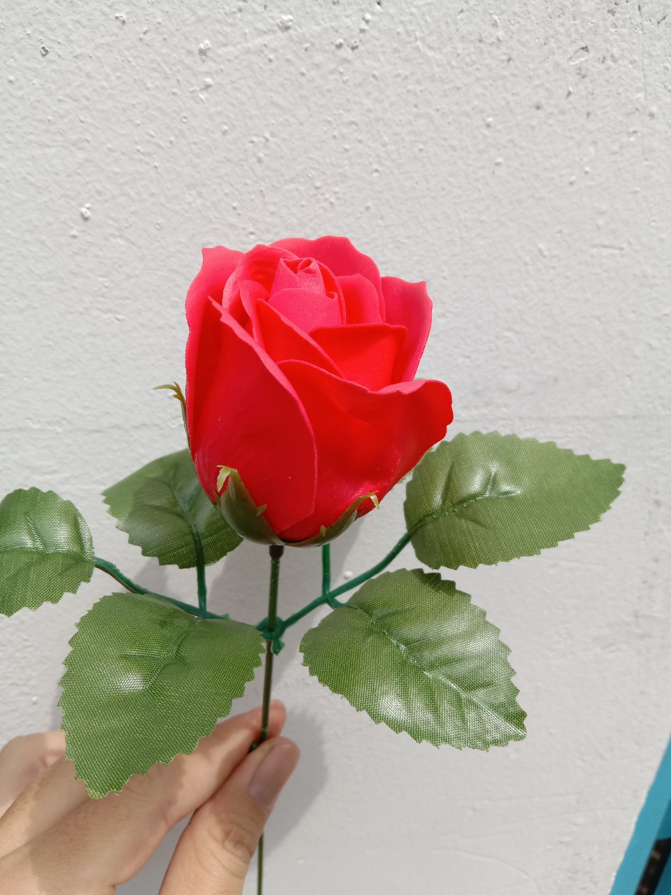cành hoa hồng sáp ( có cành, có lá )