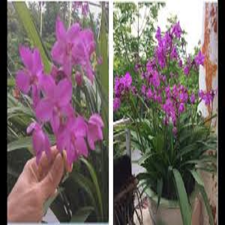 Lan Chu Đỉnh Tím nở hoa đẹp