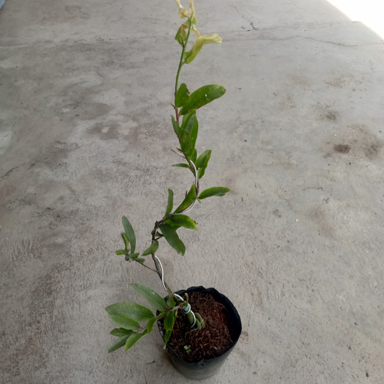 Cây Mai Cúc Thọ Hương