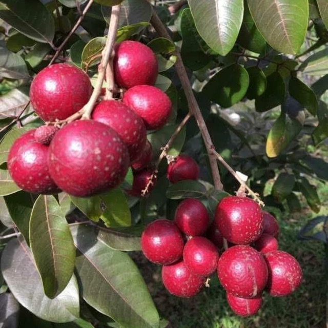 Cây giống nhãn xuồng trái tím siêu trái