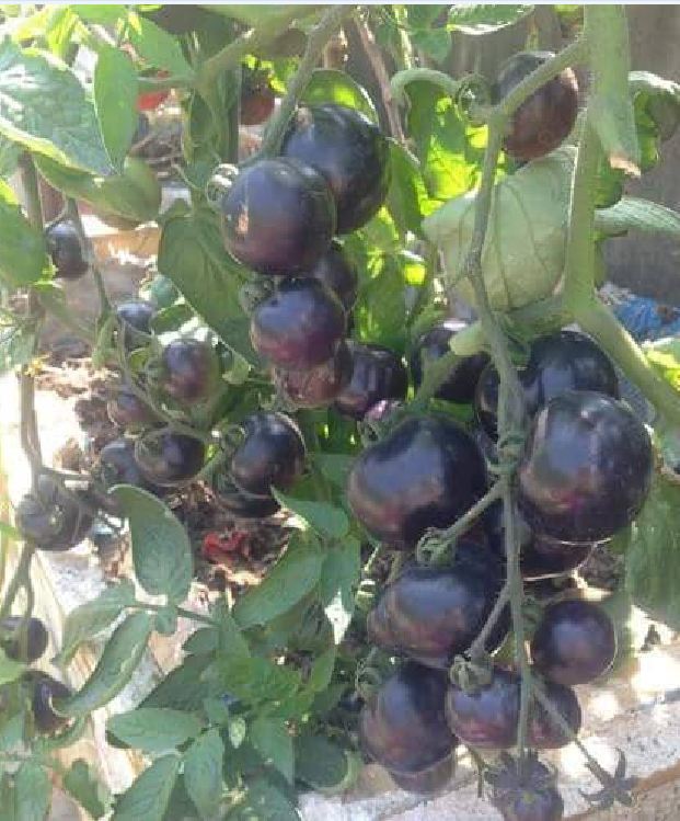 American Black Tomato Seeds 10 Seeds/Pack (Free Stimulation Package to Support Seed Germination)