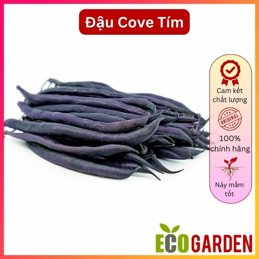 Hạt Giống Đậu Cove Tím Sai Trái (ECO.427)