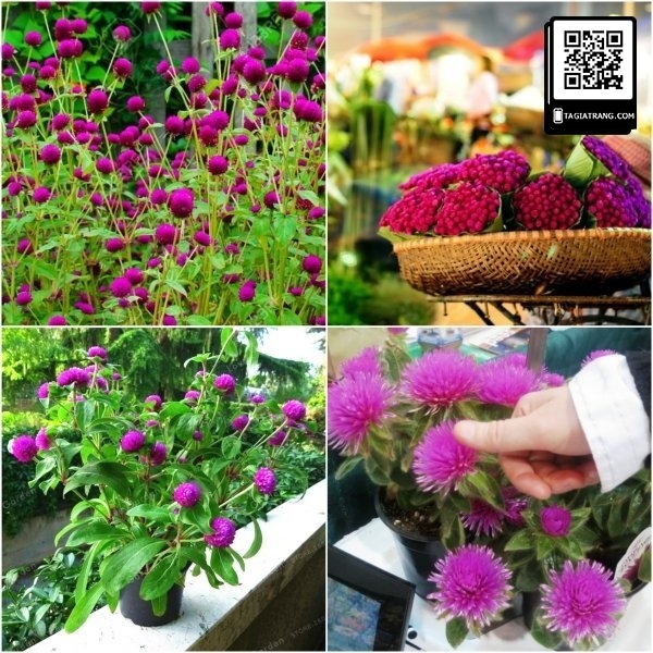 Hạt giống hoa cúc bách nhật nở đẹp, lâu tàn
