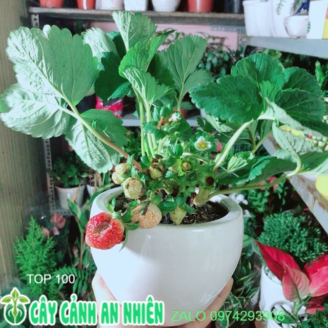 Chậu Cây Dâu Tây