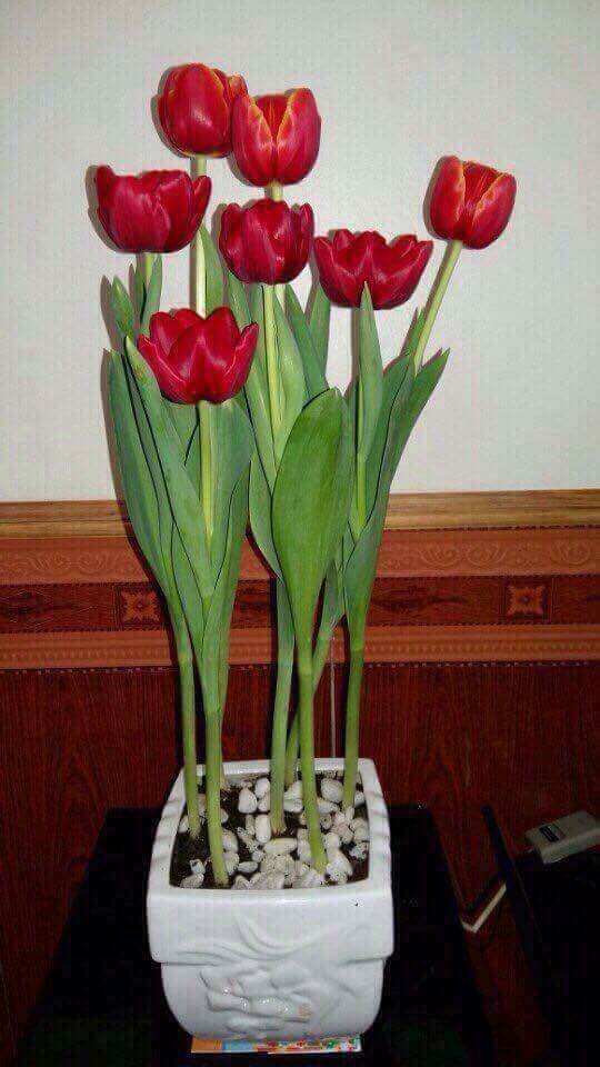 5 củ giống hoa tulip hoa màu đỏ