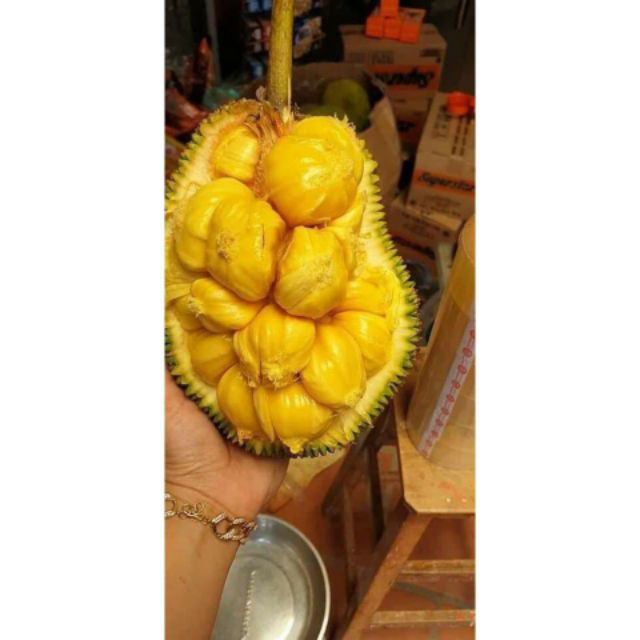 Mít tố nữ Malaysia