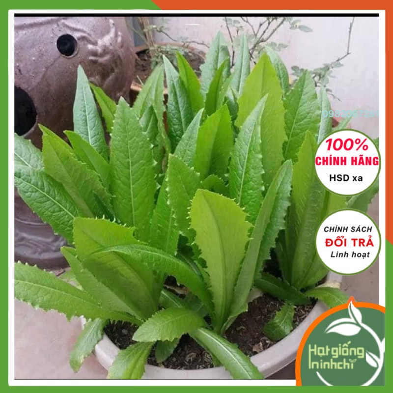 Hạt giống rau diếp thơm (cải nhíp), dễ trồng, Rau củ quả trồng trong chậu, ban công, sân thượng, thùng xốp