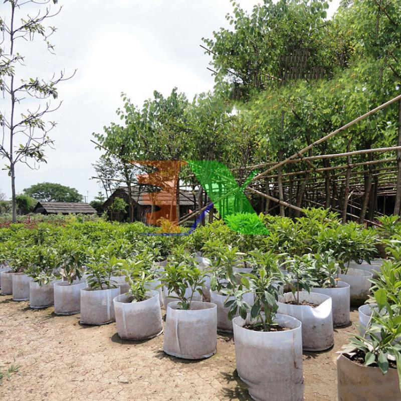 Bộ 10 túi trồng cây 2 quai (Φ30 x h25), Túi trồng cà chua, Túi trồng dưa chuột, Túi trồng dưa lưới, túi vải trồng cây, túi trồng cây cảnh, túi trồng cây công trình