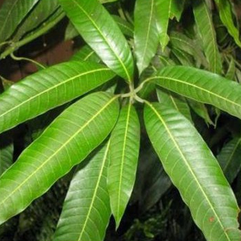 500g Lá xoài tươi - khách đặt mới hái