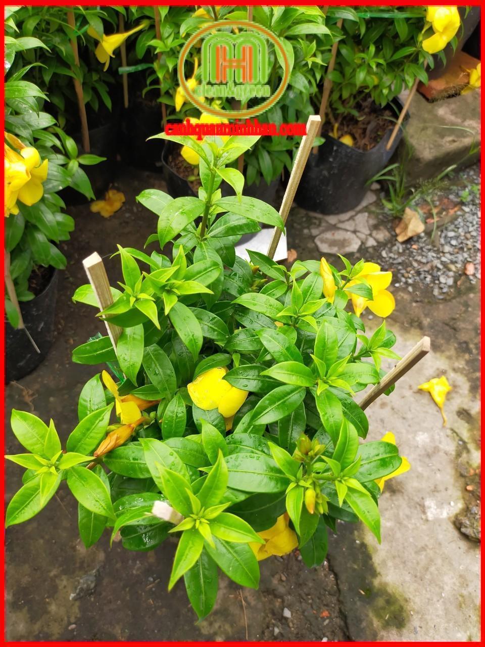 Cây huỳnh anh leo hoa vàng