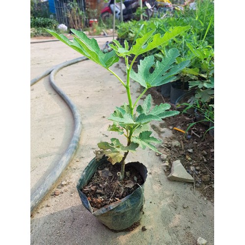 Cây sung mỹ chuẩn giống F1