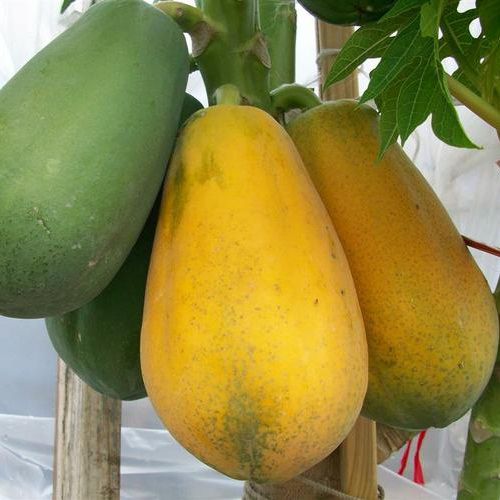Hạt Giống Đu Đủ F1 Ruột Vàng 10 hạt