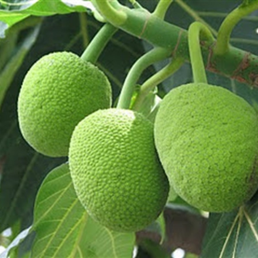 CÂY SA KÊ GIỐNG - CÂY XA KE