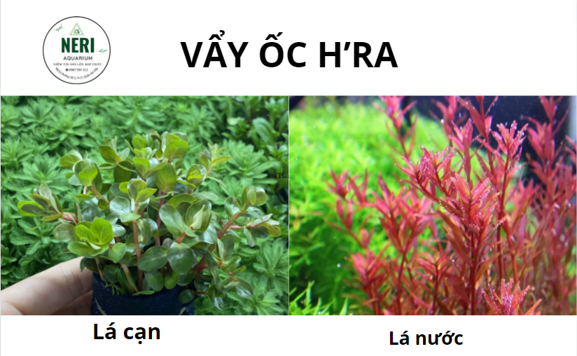 Cây thủy sinh, cây cắt cắm không cần CO2 ( LÁ CẠN )